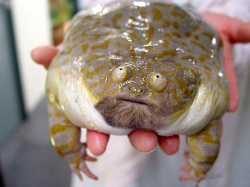 fat brog